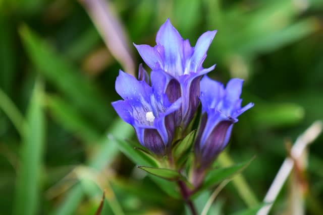 リンドウ 小さな花びらのひとりごと