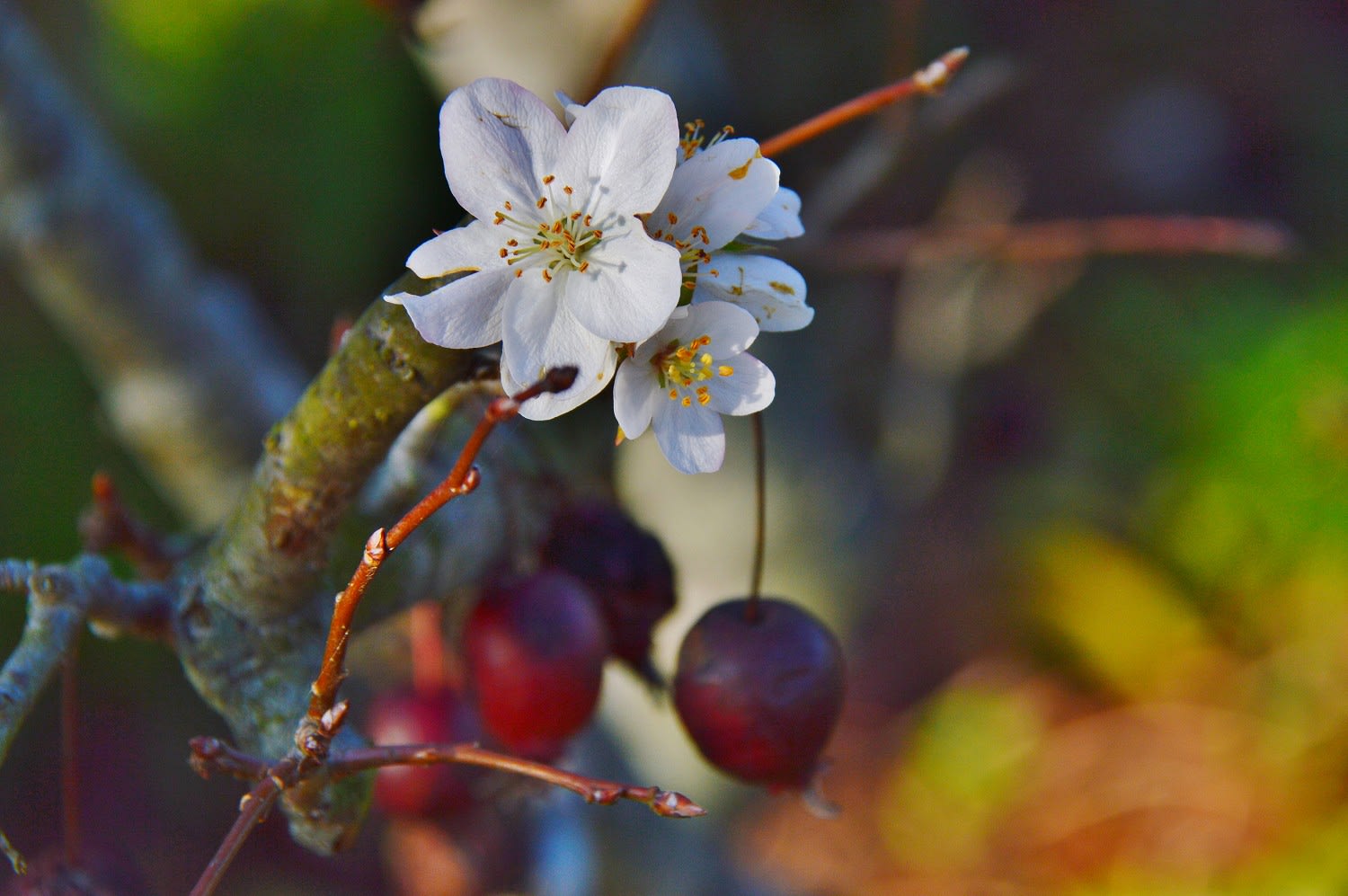 リンゴの花の狂い咲き 館蔭の杜 を眺めつ つれづれに