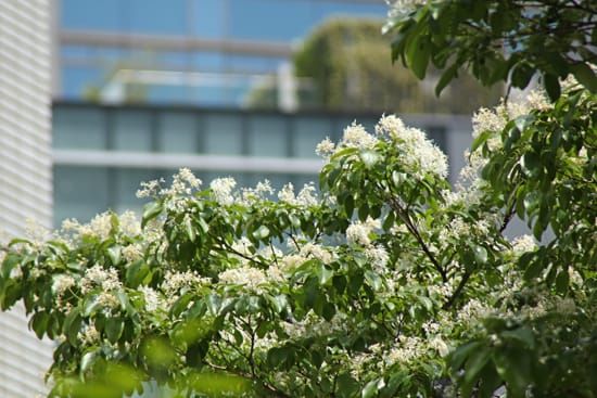 初夏の白い花 つれづれ写真ノート
