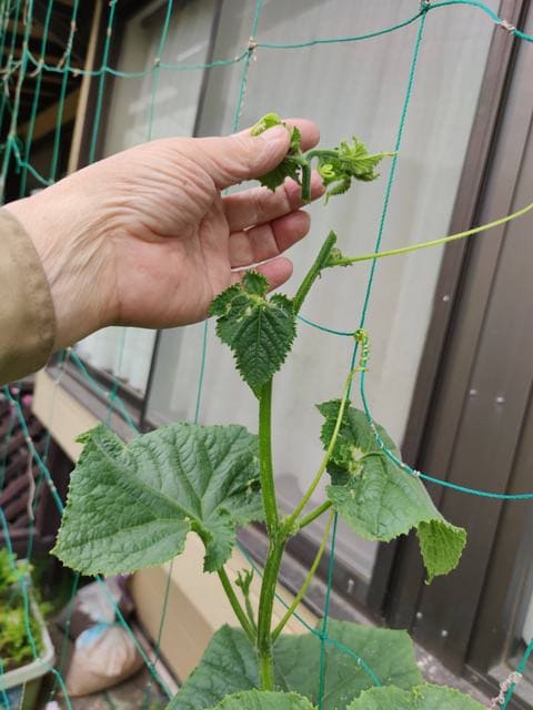 キュウリ のブログ記事一覧 上州の素人菜園