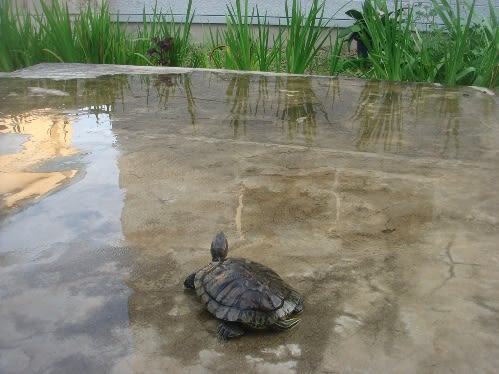 カメ子 の夏休み 教室生き物日記ブログ