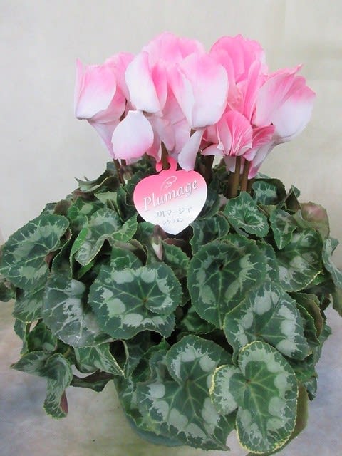 シクラメン6寸鉢を入荷致しました 御歳暮プレゼント用 神奈川県 茅ケ崎市の花屋 さんこう生花店 のgooブログ