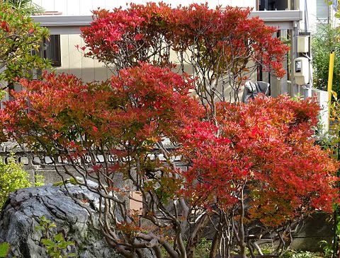庭木の紅黄葉 ３ ドウダンツツジ Koba の庭 春夏秋冬