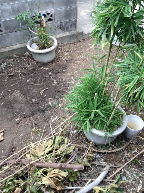 鉢植えの竹が 高齢者の生活
