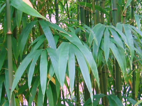 四方竹16 くりまんじゅうの日記