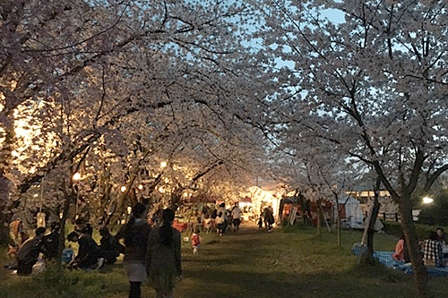 今年の花見は清洲城で夜桜だ 日々是楽 Enjoy It Every Day