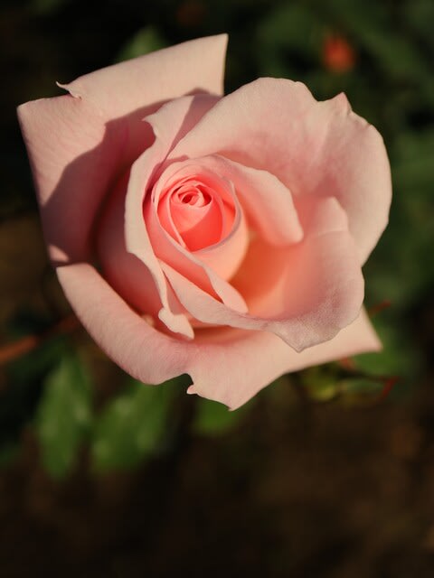 やわらかなピンクの花が映えるバラ ブライダル ピンク 秋バラ シリーズ 029 野の花 庭の花