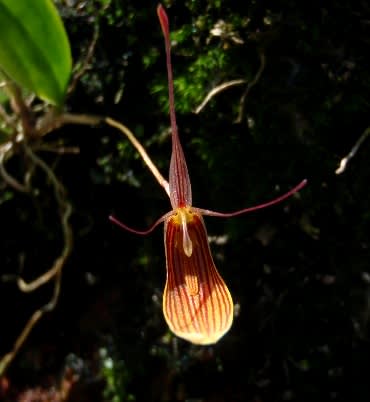 Rstpbrachypus1941 Rstpbrachypus1941