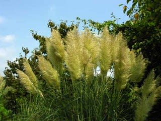 夏休みの宿題・・・植物採集