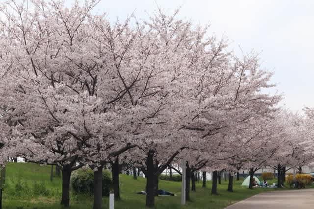 桜満開です 山田池公園 お花大好き 野鳥大好き
