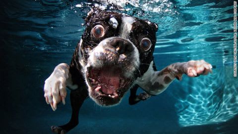 変な顔の犬たち カジュアル アミーガ 本ブログの動画 写真及び文章の無断転載と使用を禁じます