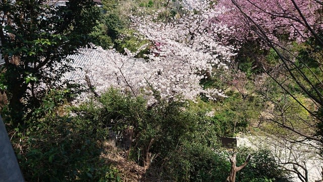 桜３