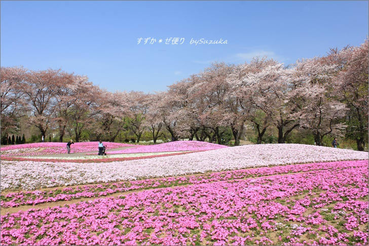 桜観る日々 その３ 奇跡の桜 芝桜コラボ のはずだった 東武トレジャーガーデン すずか ぜ便り