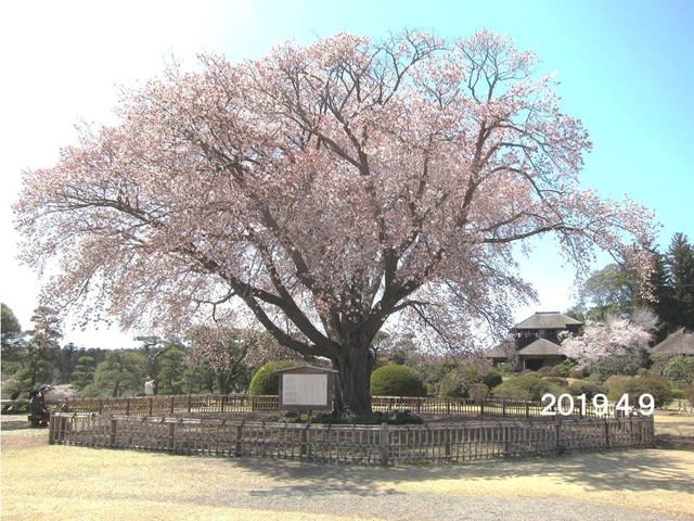 偕楽園の 左近の桜 が台風で倒伏 顎鬚仙人残日録