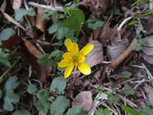 キラキラと光る黄色の萼花弁が目を引く ヒメリュウキンカ 高尾の花41 野の花 庭の花