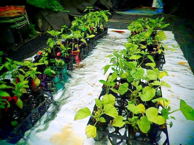 フリーダムの定植 メロンの摘芯間違えた゚゚ 畑 野菜の記録