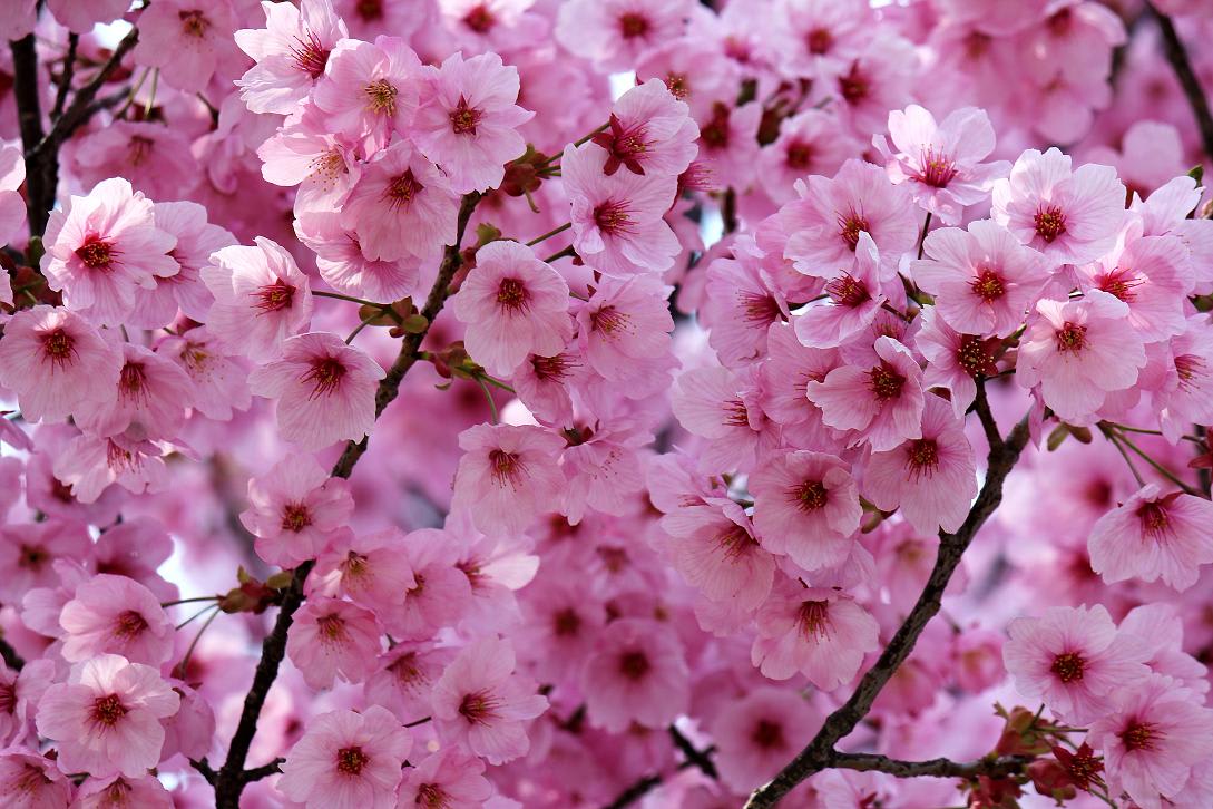 ミササガの陽光桜が満開の画像