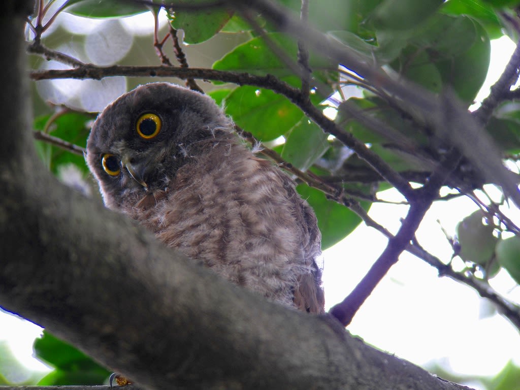 アオバズクの親子②の画像