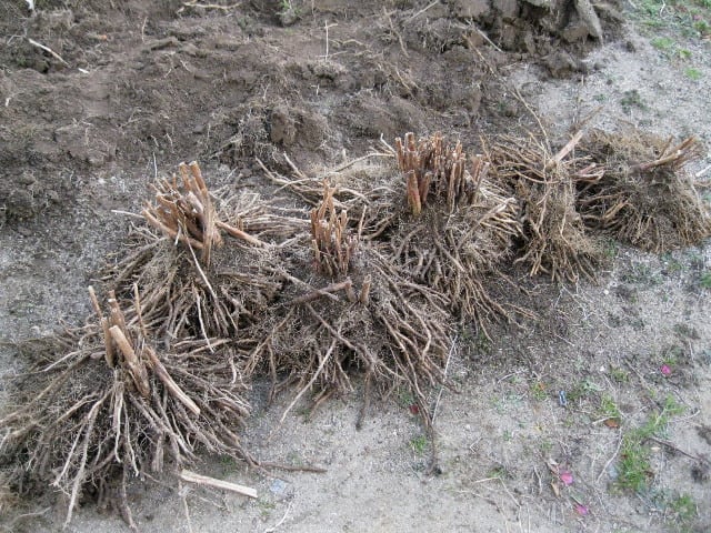 アスパラガスの根塊 遊木民のアトリエ