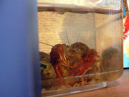 経過報告 福ぼんぼん 経過報告 福ぼんぼん