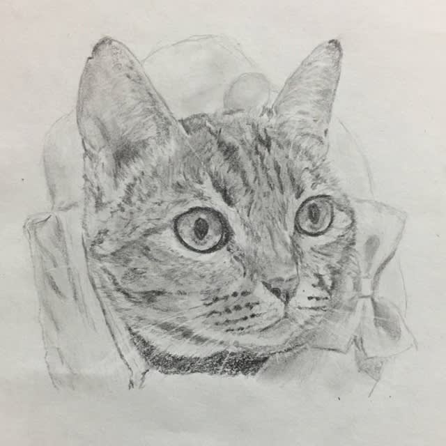 猫の鉛筆画 10 猫の落書き帳