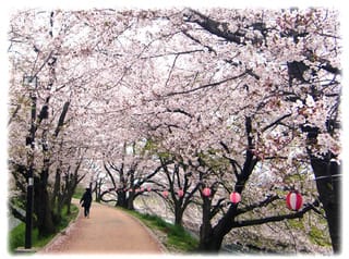 近所の桜の名所 高槻市 玉川の里の桜 日々是好日 とっつあんの雑記帳