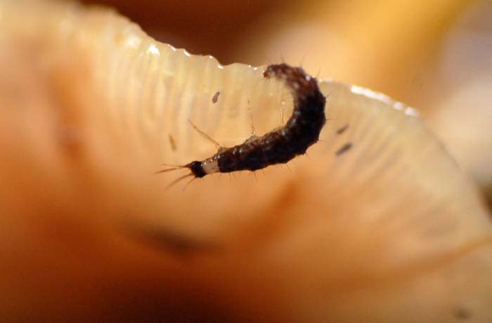 キノコの虫 山のおもむきⅡ