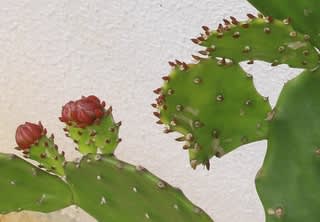 ウチワサボテンの花 宮古島のゆったり生活 ウチワサボテンの花 宮古島のゆったり生活