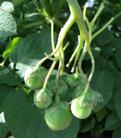 ピルカ じゃがいも にも実が生りました おいしい野菜をつくろう