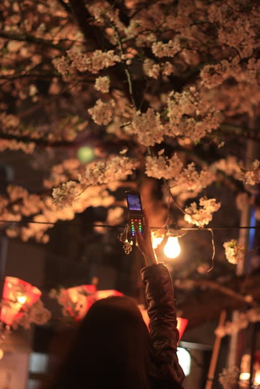 夜桜 Coastline