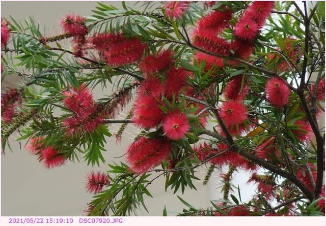 ブラシの木 赤 い 花 都内散歩 散歩と写真