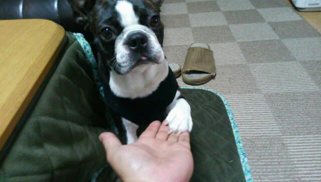芸人 犬 イギー ボストンテリア イギーのつれづれノート