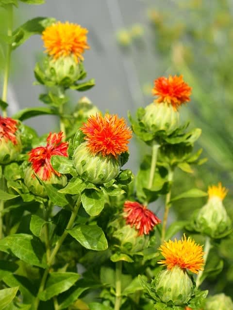 紅花栄う 庭先の四季