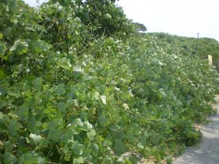 歩道に繁茂する葛