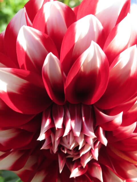 赤と白の二色の配置が大胆なダリア ミセス ハロルド クーパー ダリア シリーズ 077 野の花 庭の花