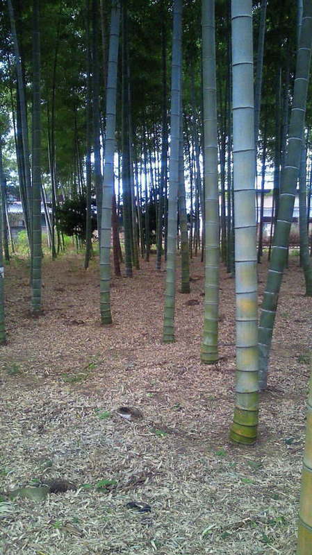 孟宗竹 タケノコ栽培竹林 更新伐採の時期 バンブージャパン 竹は資源