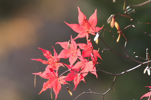 紅葉