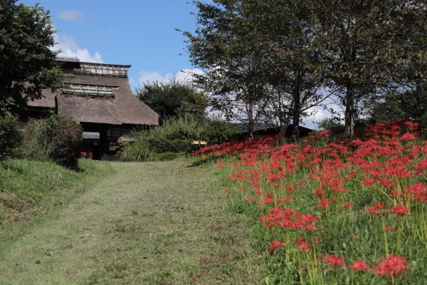 群馬昆虫の森の彼岸花21 写真ブログ