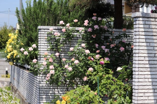 クイーン オブ スエーデンと家周りを彩るつるバラ 四季彩ガーデンにようこそ