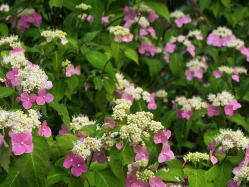 松本市弘長寺の紫陽花　ピンク山紫陽花