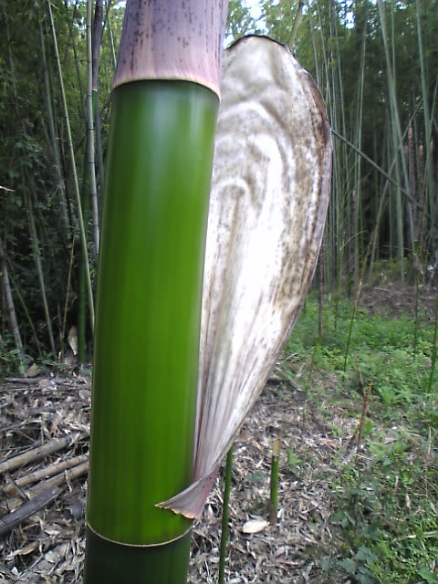 神秘的な生まれたばかりの青竹の色 バンブージャパン 竹は資源