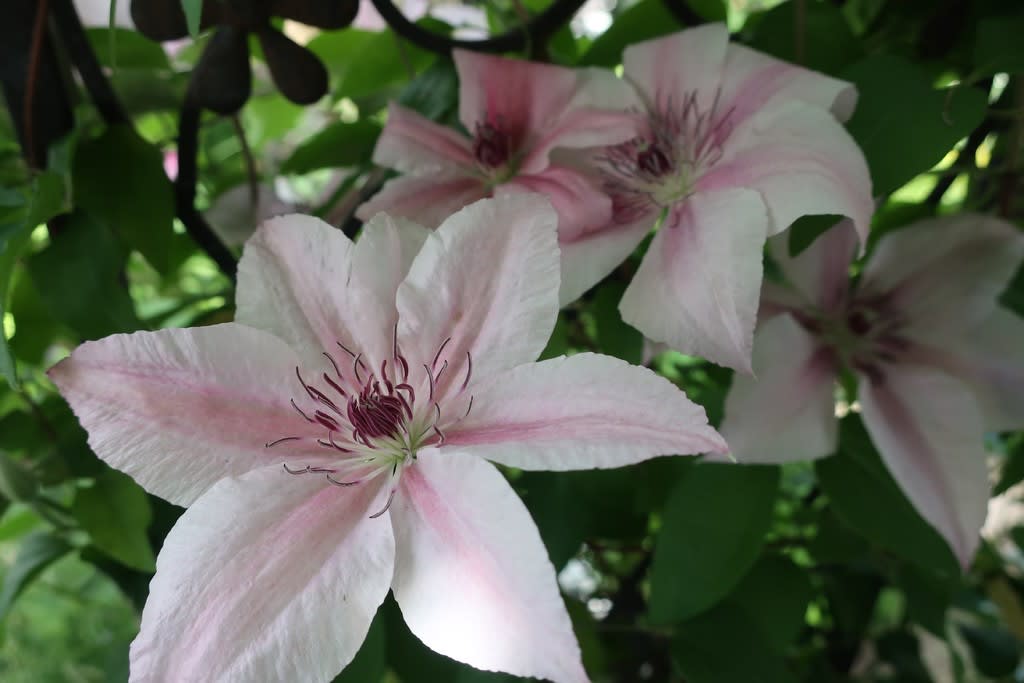 クレマチスも満開です 花の庭へようこそ クレマチスも満開です 花の庭へようこそ