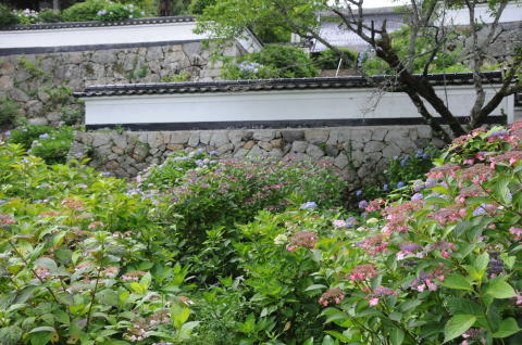 岡山県の花の名所を訪ねて 7月 アジサイ 長法寺 津山市 未熟なカメラマン さてものひとりごと