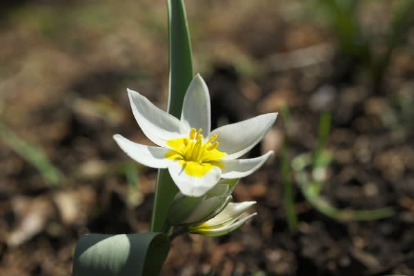 チューリップ 斑 品種改良の賜物は3月14日の誕生花 Aiグッチ のつぶやき