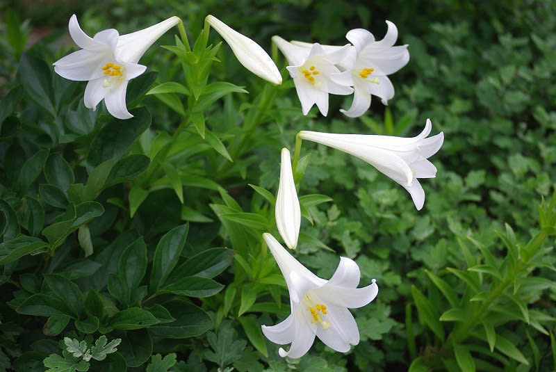 鉄砲百合の花 - めいすいの写真日記