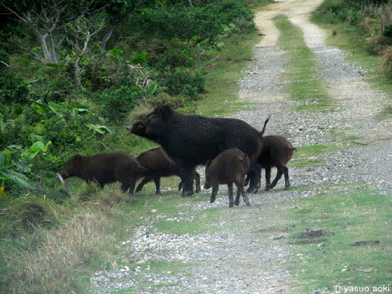 リュウキュウイノシシの親子 リフトアップ 石垣島 エコツアー Openplace２