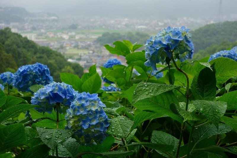 神辺吉野山の アジサイロード 歩いてみました 毎日更新 日刊 安頓写真ブログ