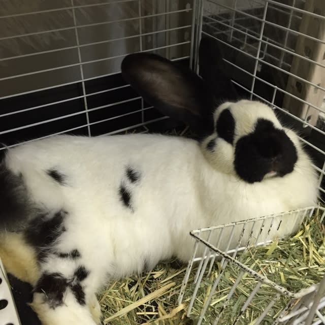 うさぎカフェ 京浜東北線鶯谷駅 Jr山手線渋谷 恵比寿 秋葉原から一本 新宿 30分 池袋 分 上野 5分のうさぎ チンチラ専門店 うさぎカフェ うさぎカフェ 京浜東北線鶯谷駅 Jr山手線渋谷 恵比寿 秋葉原から一本 新宿 30分 池袋 分 上野 5分のうさぎ チンチラ専門店 うさぎカフェ