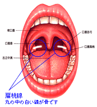 扁桃腺が腫れて 蒼乃かえでの独り言 扁桃腺が腫れて 蒼乃かえでの独り言