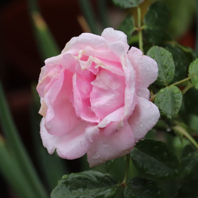 バラ 薄いピンクのプチトリアノン お庭の出来事２ つづきです